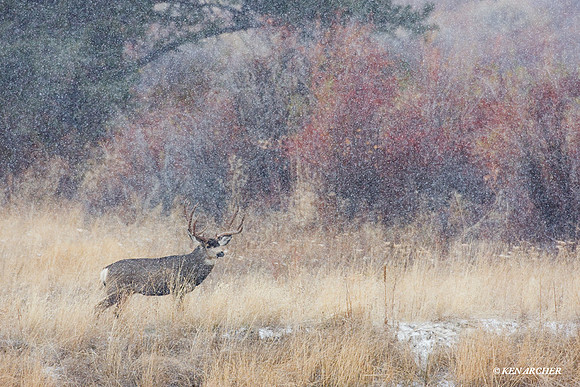 MLDR00891 Mule Deer