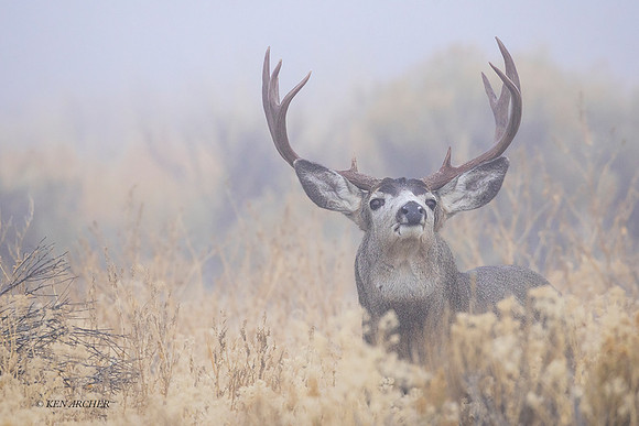 MUDR03694 - Mule Deer