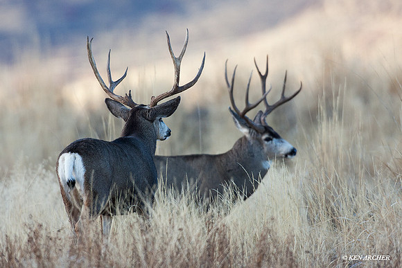 MLDR00848 Mule Deer