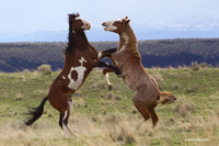 Wild Horses