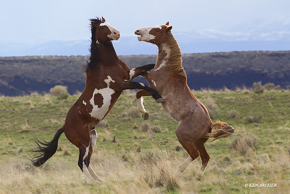 Wild Horses, Stallions Fighting - WHDS01335