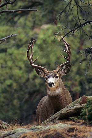MUDR481671 Mule Deer Buck