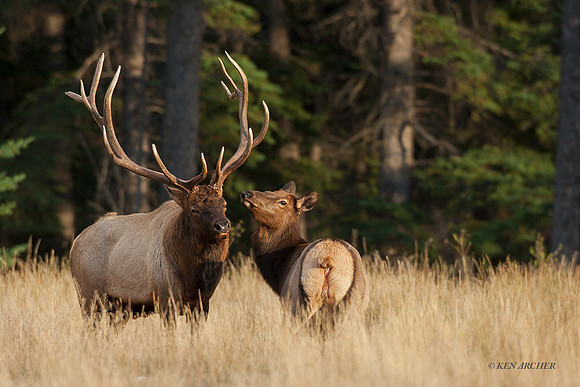 EK01714 - Rocky Mountain Elk