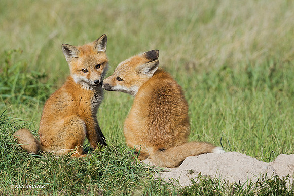 RF00170 - Red Fox Kit