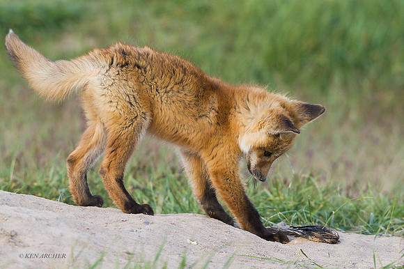 RF00246 - Red Fox Kit