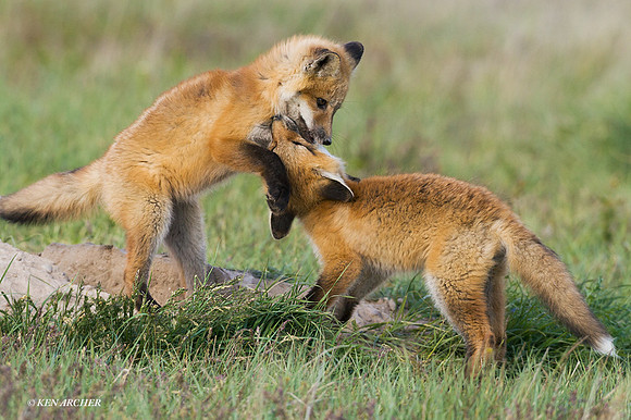 RF00275 - Red Fox Kit