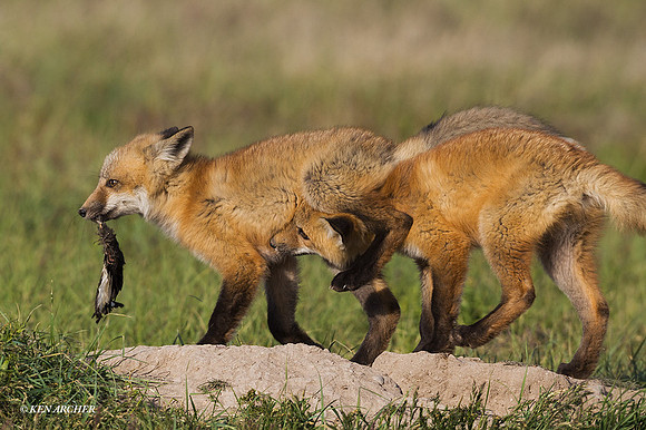 RF00288 - Red Fox Kit