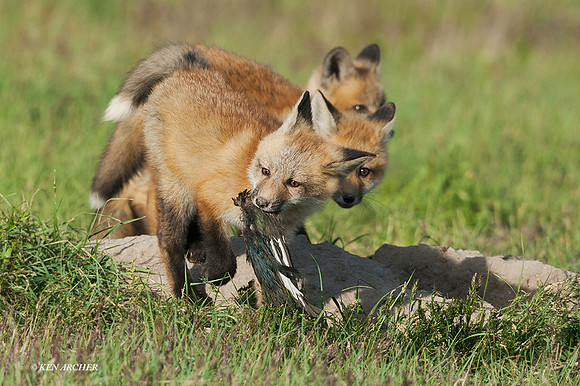 RF00294 - Red Fox Kit