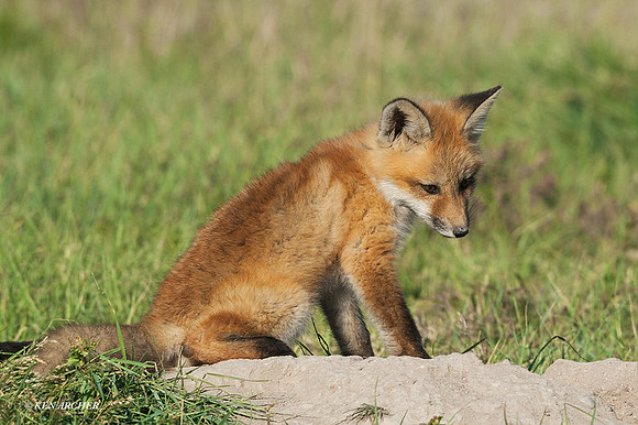 RF00427 - Red Fox Kit