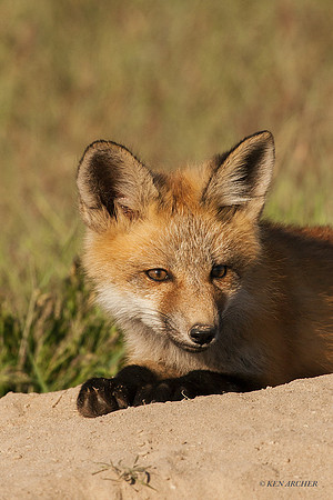 RF00462 - Red Fox Kit