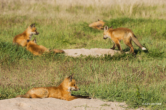 RF00610 - Red Fox Kit