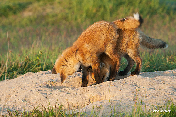 RF00611 - Red Fox Kit
