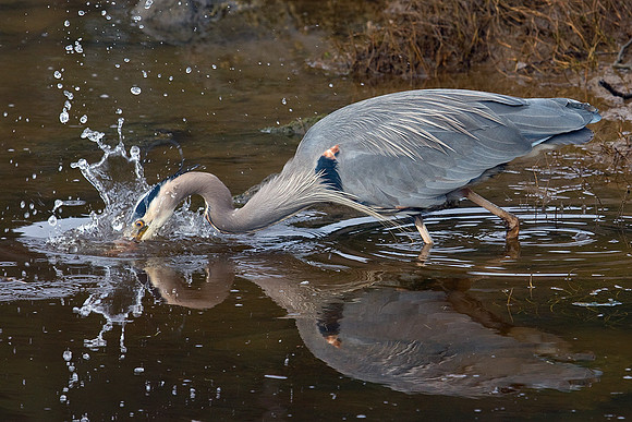 GBHN00418-Great-Blue-Heron