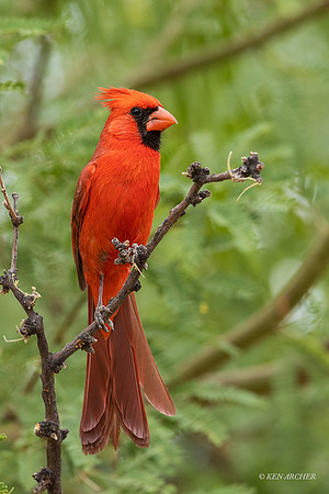 AZNC00240 - Northern Cardinal