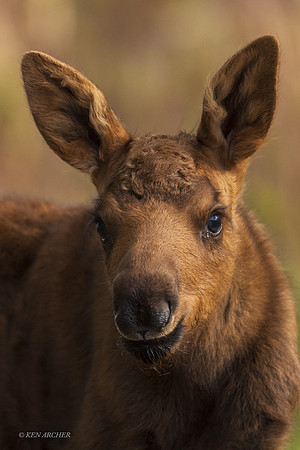 AKMS00033 - Alaskan Moose