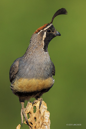 AZGQ00029 - Gambel's Quail