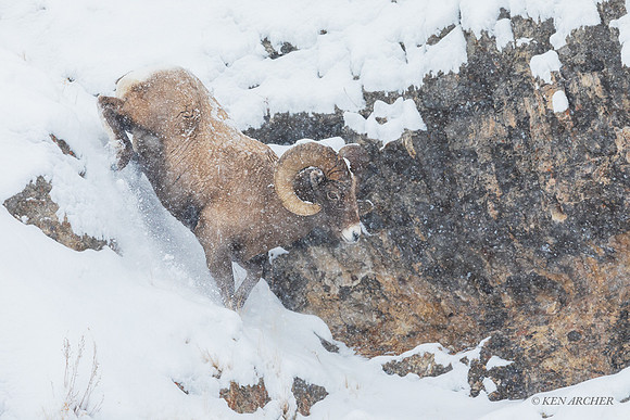 BHWR02583 - Bighorn Sheep