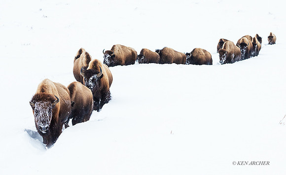 BN00060 - Bison