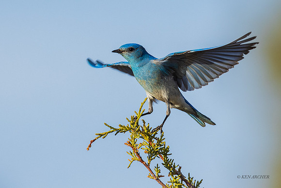 MNBD00383 - Mountain Bluebird