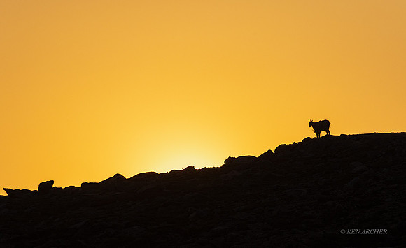 MNGT01263 - Mountain Goat