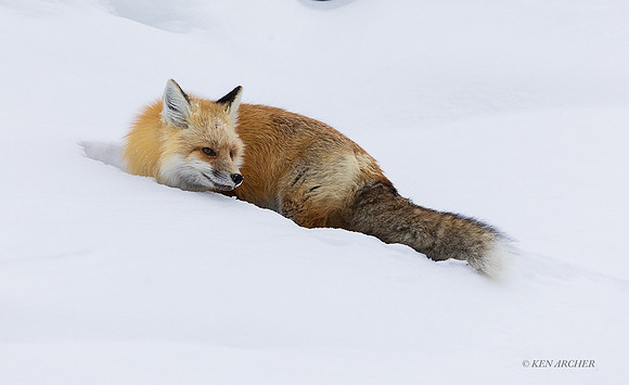 RFWR01128 - Red Fox