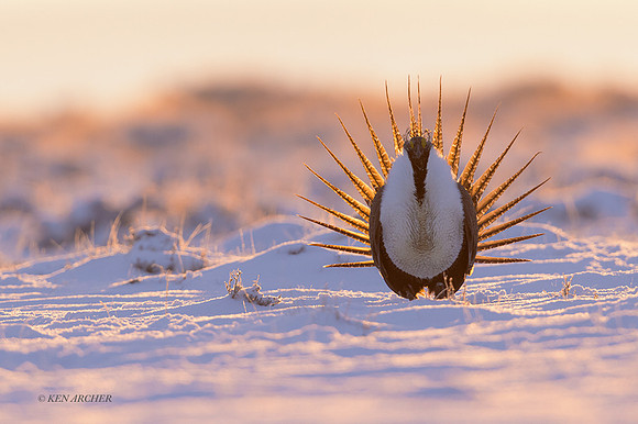 SGCO01802 - Greater Sage Grouse