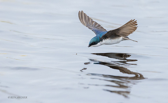 TESW00519 - Tree Swallow
