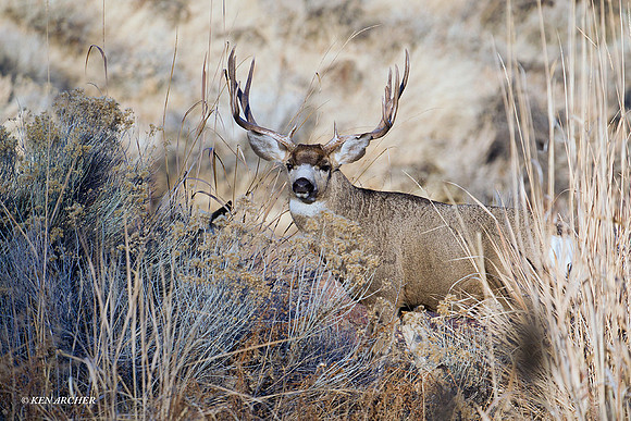 MLDR01214 Mule Deer