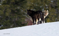 GRWF02246 - Gray Wolf