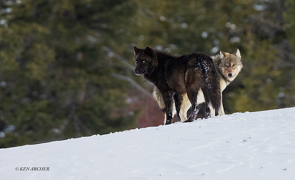GRWF02246 - Gray Wolf