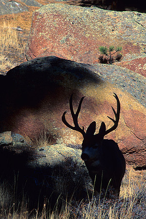 MUDR481822 Mule Deer Buck Silhouette