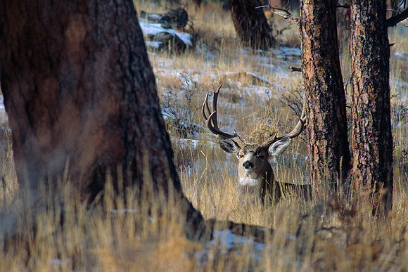 MUDR481485 Mule Deer Buck