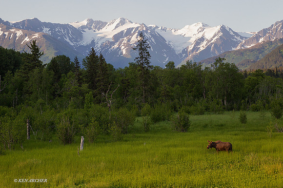 SDME00086 - Alaskan Moose