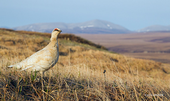 Rock Ptarmigan - NMRM00169