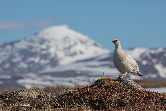 NMRM00976 - Rock Ptarmigan