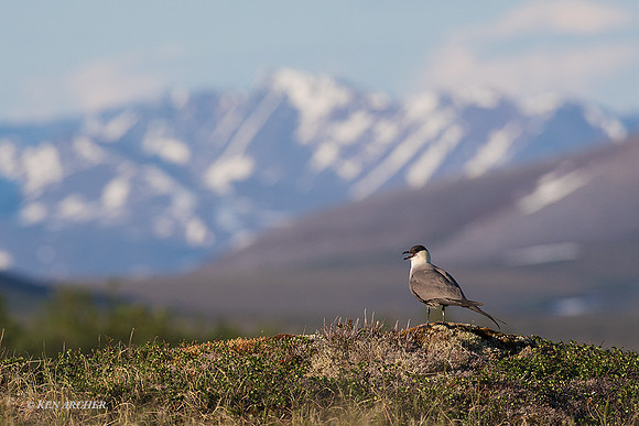 NMLJ01361 - Long-tailed Jaeger