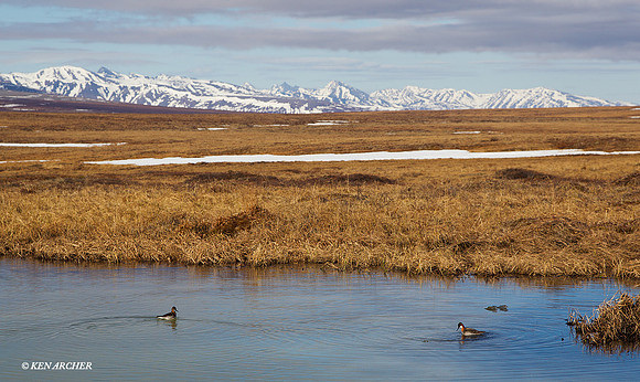 Red-necked Phalarope, Seward Peninsula, Alaska - NMRP00413