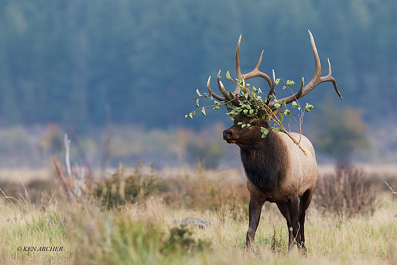 EK10779 - Rocky Mountain Elk