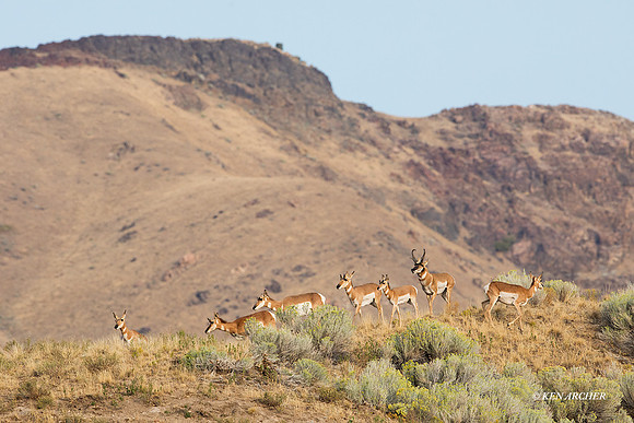 PHAE02342 - Pronghorn Antelope