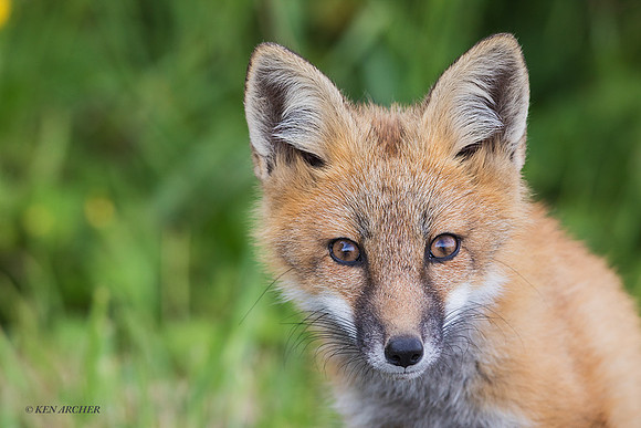 RF00668 - Red Fox