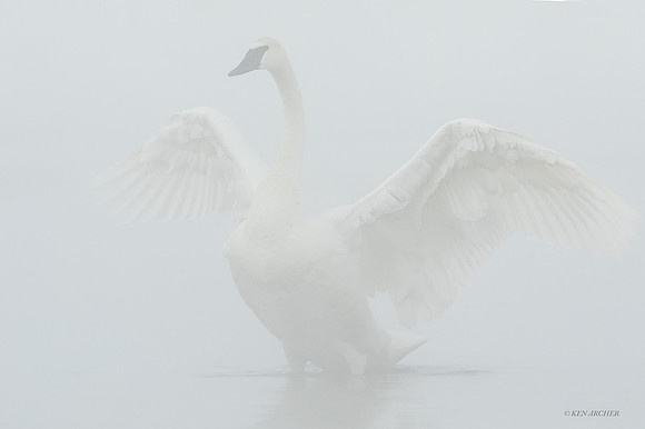 TWSW01268 - Trumpeter Swan