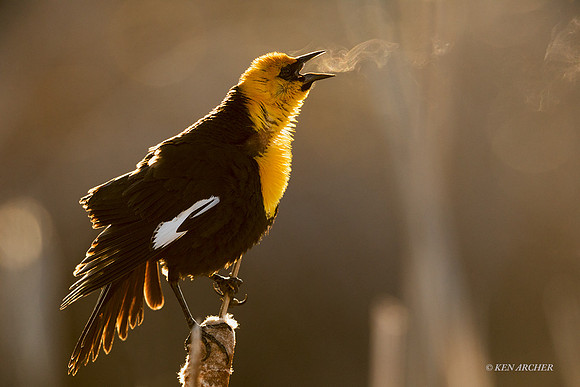 YHBD01064 _ Yellow-headed Blackbird