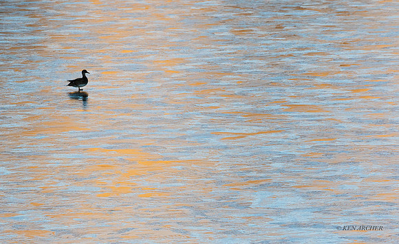 MSWL01740 _ Multiple Species of Waterfowl