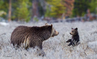 GRZ01267 _ Grizzly Bear