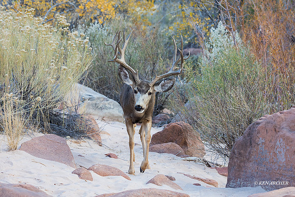 MUDR03435 - Mule Deer