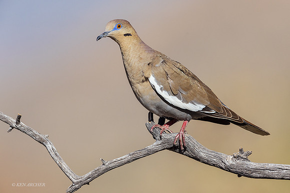 AZWD00071 - White-winged Dove