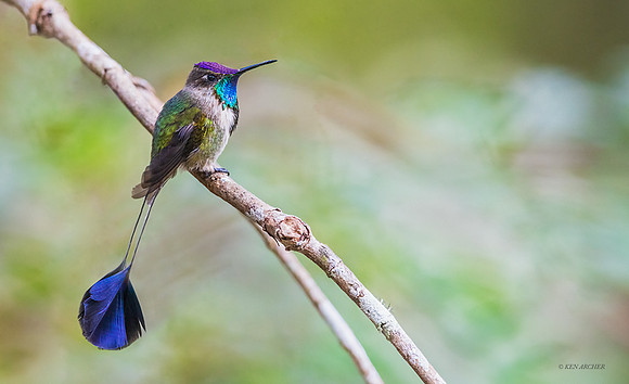 PUHB00334 _ Marvelous Spatuletail Hummingbird