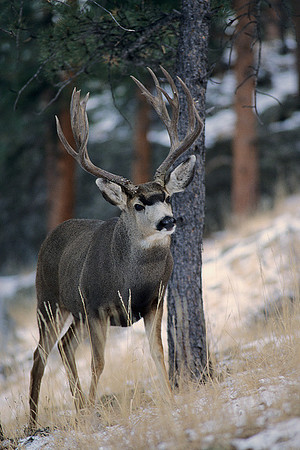 MUDR481969 Mule Deer Buck