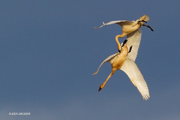 NMTS00028 Tundra Swan
