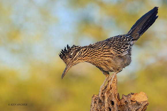 AZGR00109 _ Greater Roadrunner